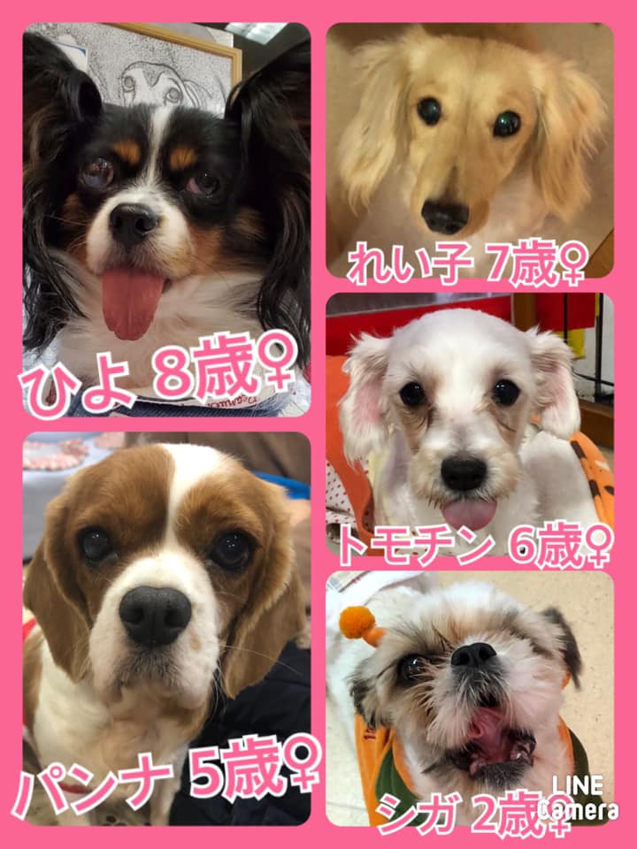 🐾今日の里親様募集中ワンコ🐶メンバーです🐾2020,10,25